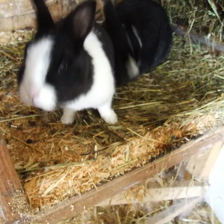 Lehenhof Apartmán *